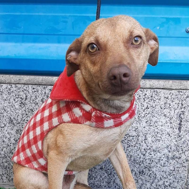 Tchuco para adoção em Campinas