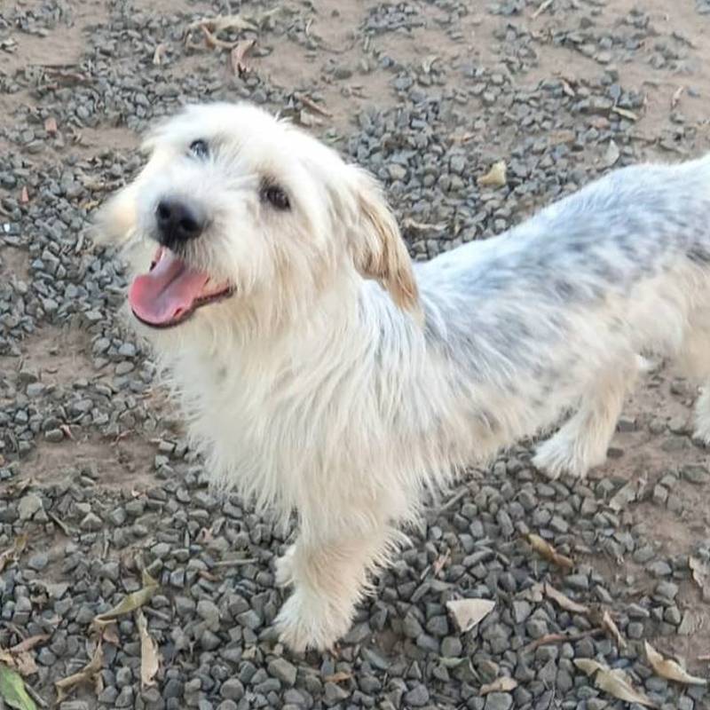 Bibi para adoção em Teresópolis