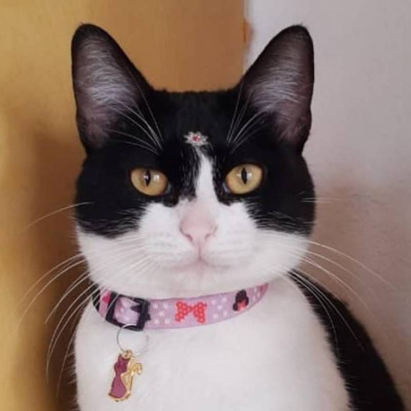 Cat Lavine para adoção em Amparo
