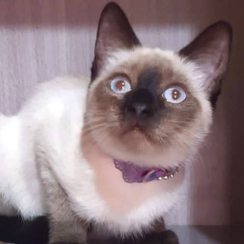 Gatilda para adoção em Campinas