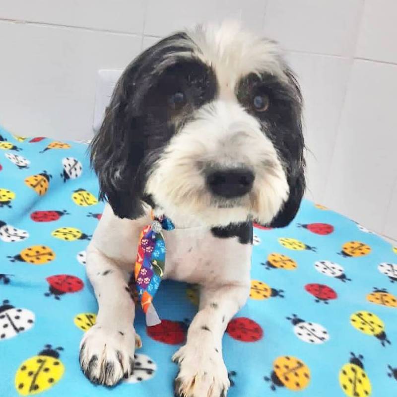 Petito para adoção em Amparo